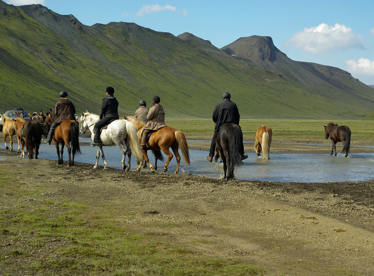 Iceland, Arkliai, Vairuotojai, Nemokamos Nuotraukos,  Nemokama Licenzija