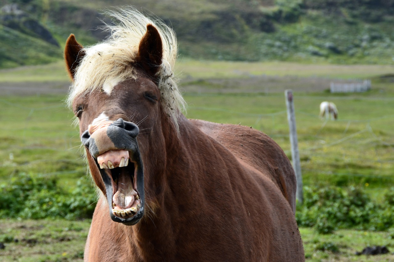 Iceland Pony, Islandų Salos, Islandijos Arklys, Arklys, Ponis, Gyvūnas, Ganykla, Kailis, Gamta, Žiurkė