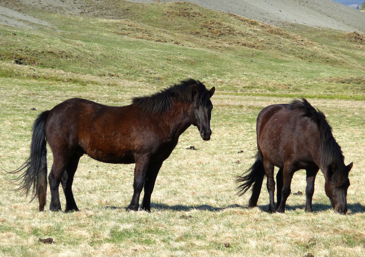 Iceland Pony, Islandijos Žirgai, Islandų Salos, Islandijos Arklys, Nemokamos Nuotraukos,  Nemokama Licenzija