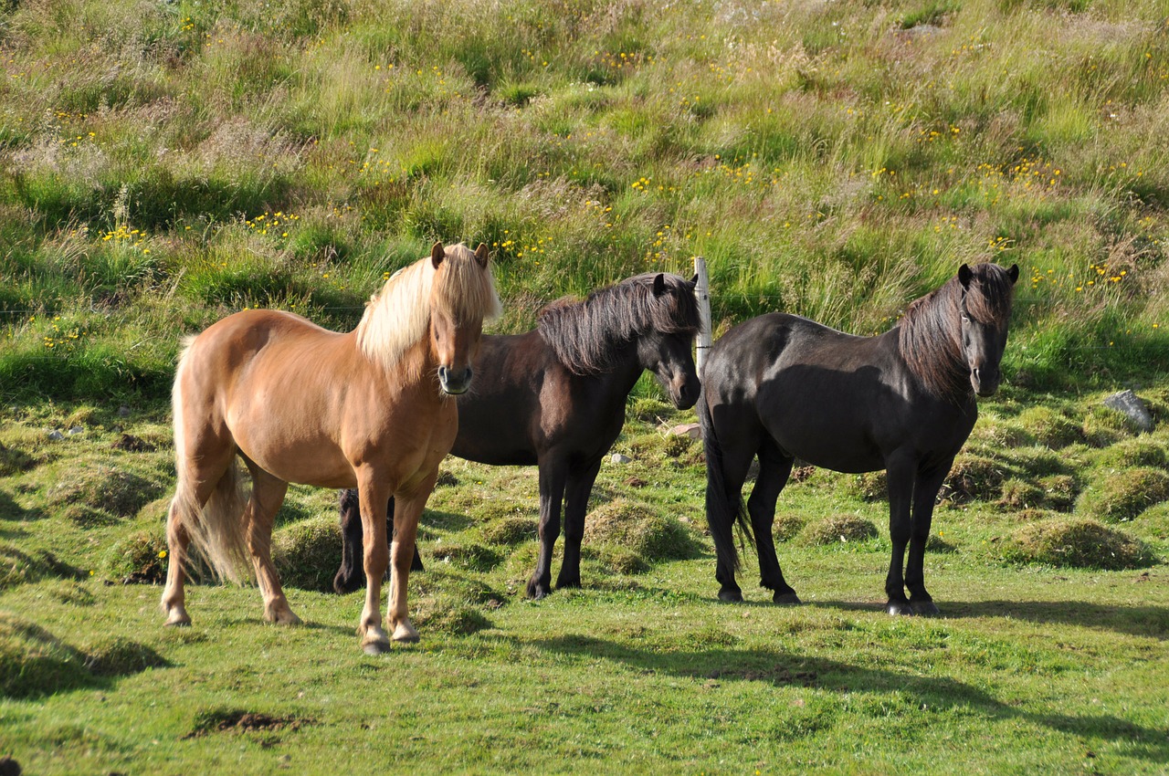 Iceland Pony, Islandų Salos, Islandijos Arklys, Arklys, Ponis, Nemokamos Nuotraukos,  Nemokama Licenzija