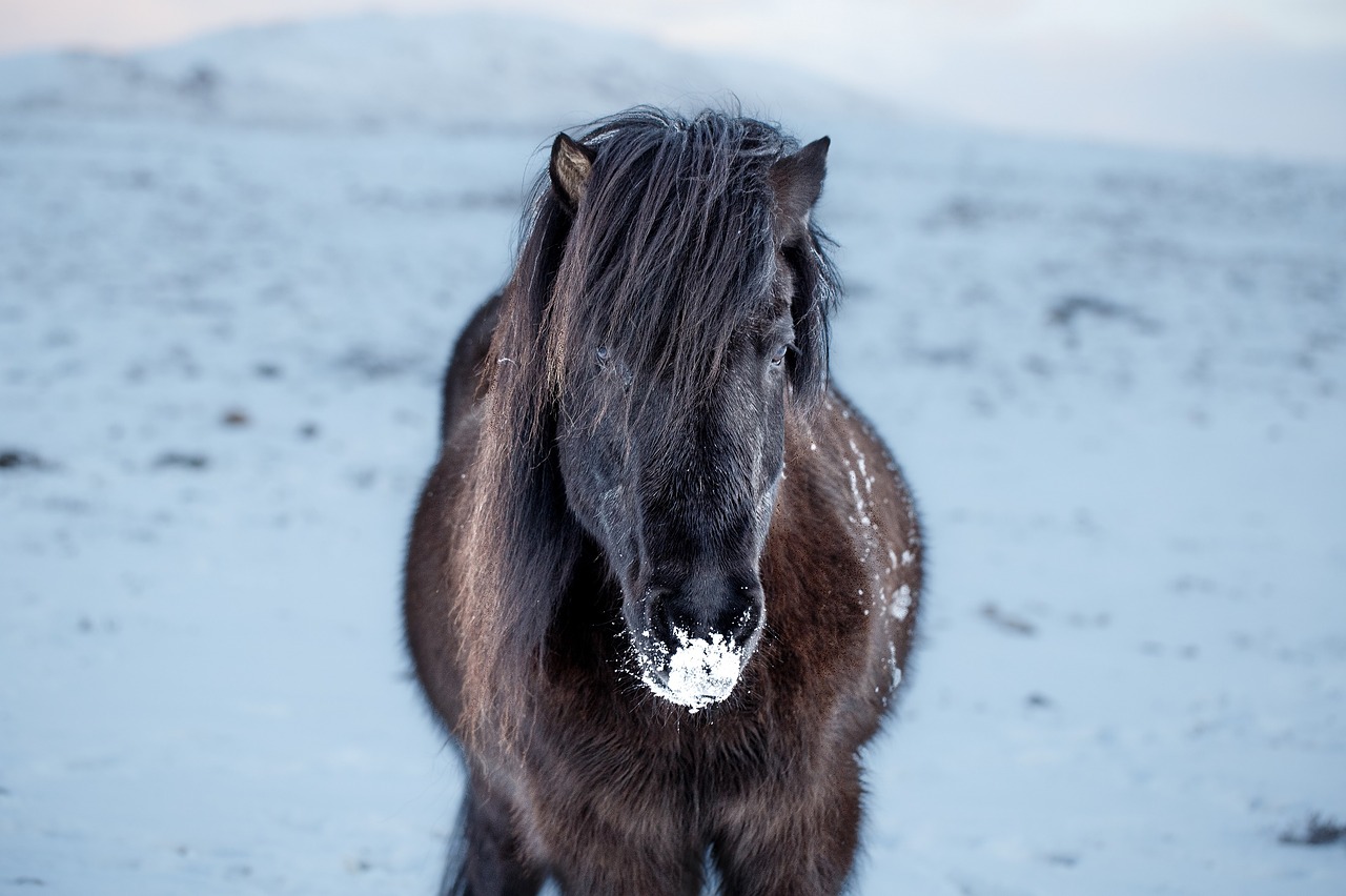 Islandijos Žirgas, Portretas, Lauke, Žiema, Sniegas, Iš Arti, Galva, Mažas, Žemdirbystė, Gyvūnas