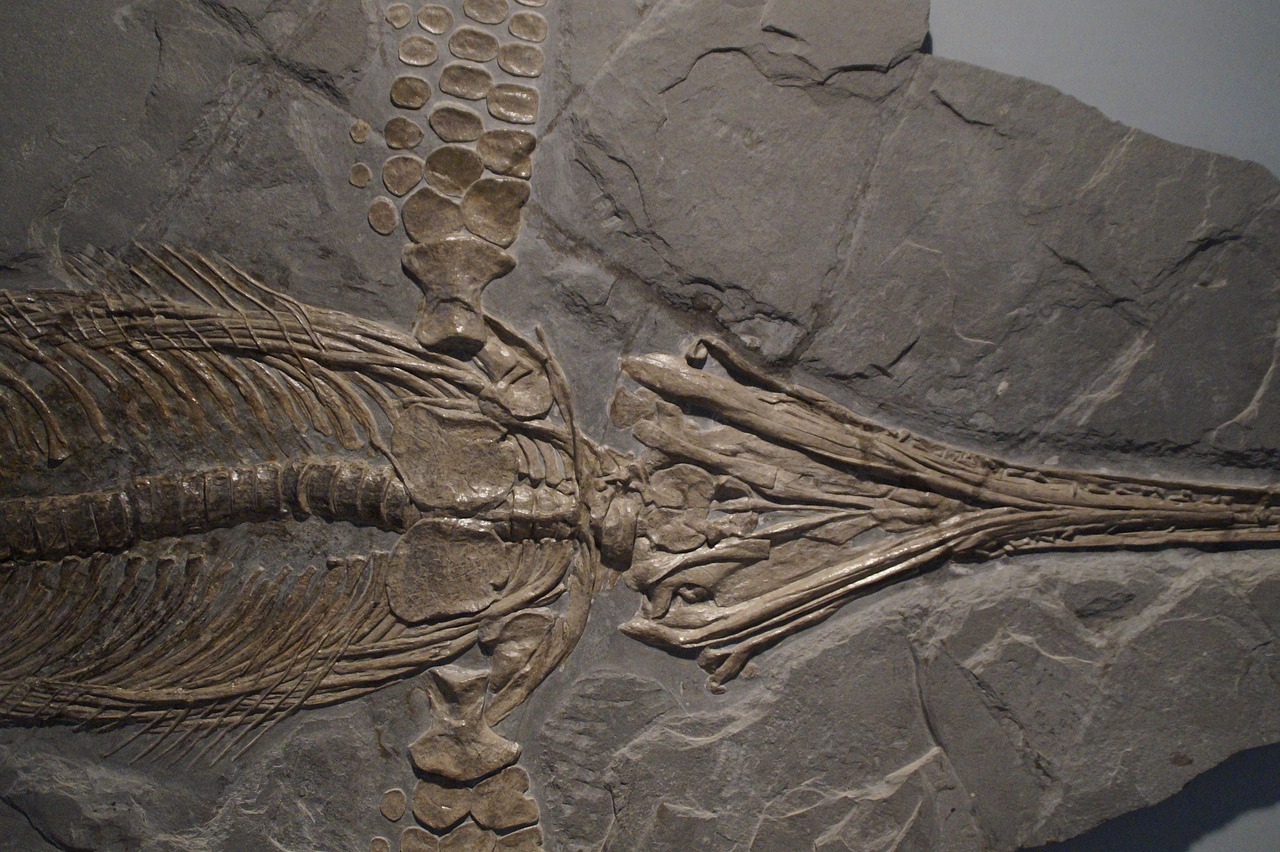 Ichthyosaurs, Ichthyosaur, Iškastinis, Skeletas, Iškastinis, Nusodinimas, Akmuo, Nusmukęs, Priešistoriniai Laikai, Fosilijos