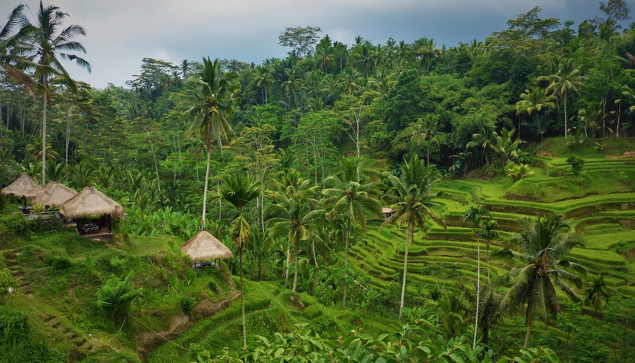 Indonezija, Bali, Paddy, Žalias, Ryžių Auginimas, Nemokamos Nuotraukos,  Nemokama Licenzija