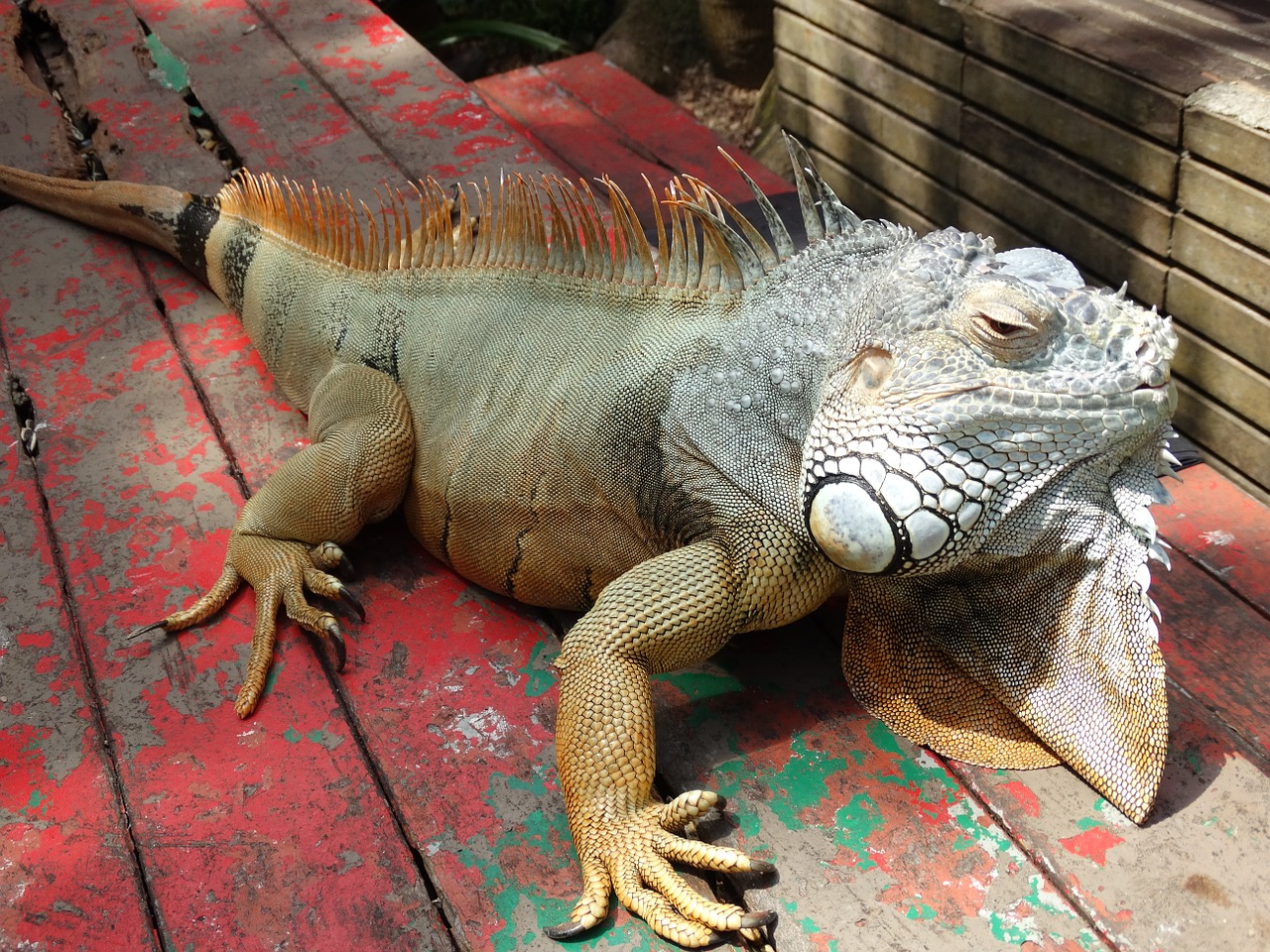 Iguana, Ropliai, Atogrąžų, Nemokamos Nuotraukos,  Nemokama Licenzija