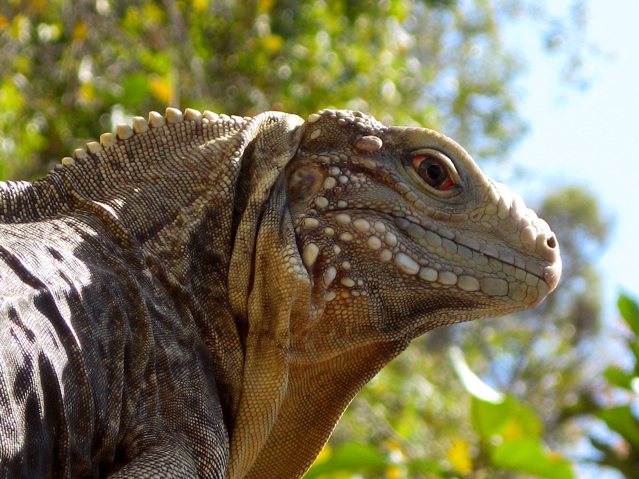 Iguana, Kuba, Ropliai, Gyvūnas, Gamta, Driežas, Laukinė Gamta, Drakonas, Atogrąžų, Reptilia