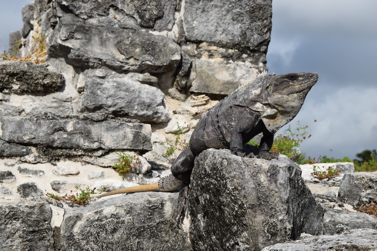 Iguana, Atsargos, Pilka, Driežas, Laukinė Gamta, Gyvūnas, Gamta, Ropliai, Uodega, Laukiniai