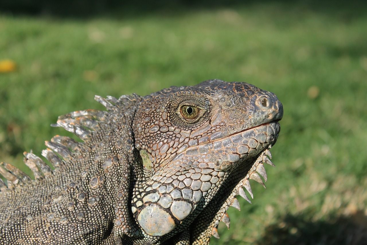 Iguana, Ropliai, Laukinė Gamta, Gyvūnas, Gamta, Šukos, Skalė, Driežas, Margarita Sala, Spiglys