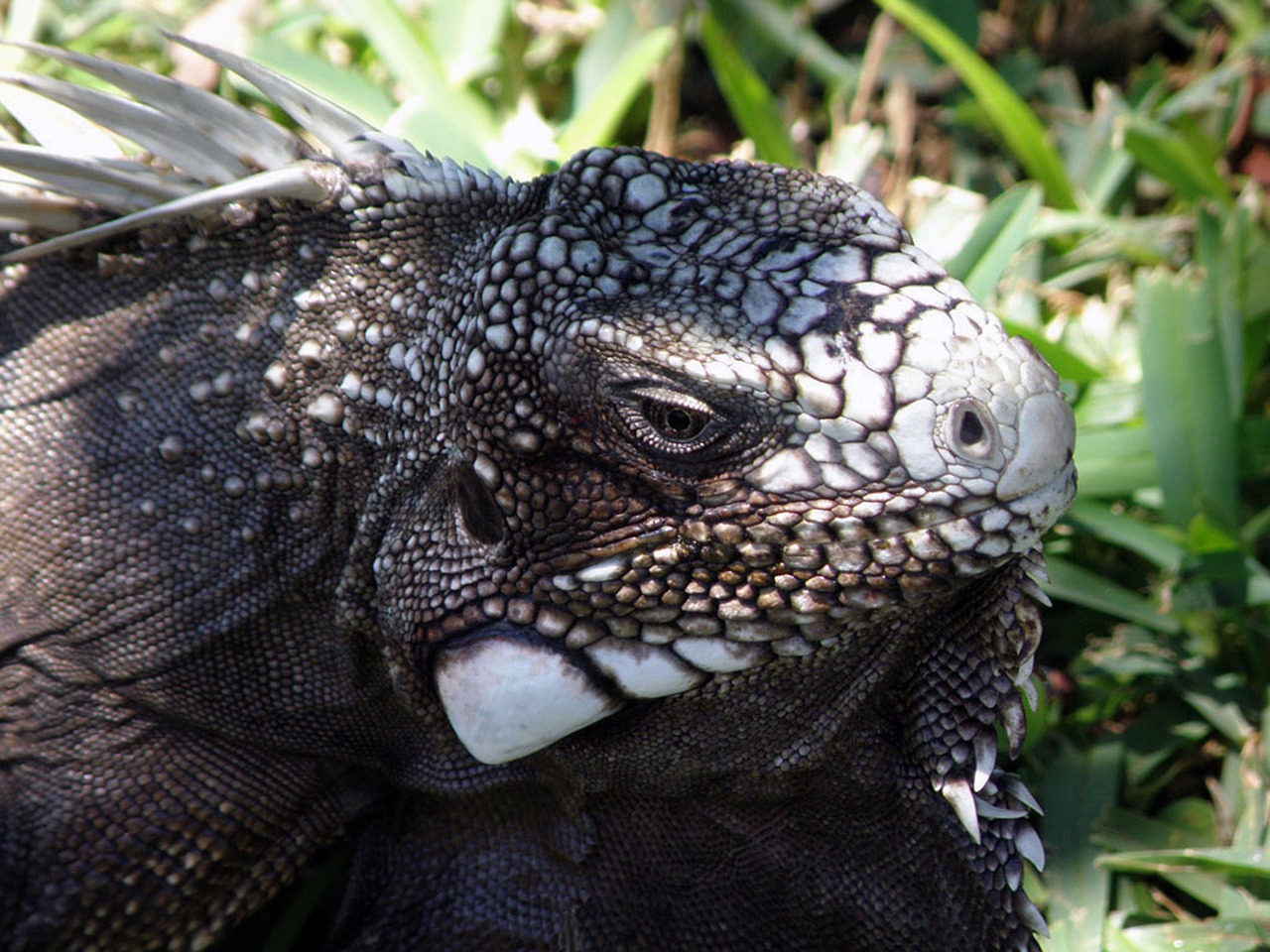 Iguana, Ropliai, Skalė, Gyvūnas, Gamta, Pietų Amerika, Nemokamos Nuotraukos,  Nemokama Licenzija