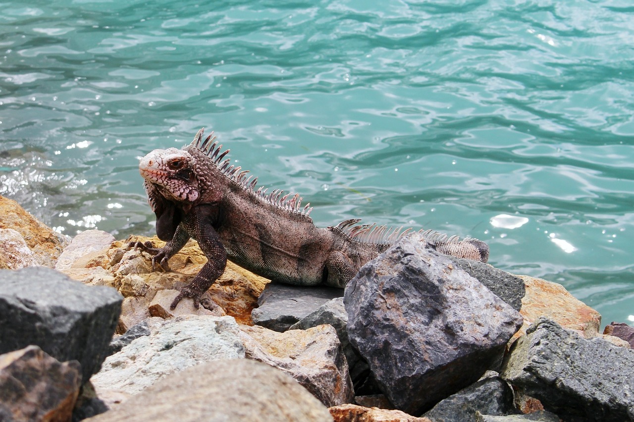 Iguana, Gyvūnas, Driežas, Reptilia, Laukiniai, Laukinė Gamta, Gamta, Atogrąžų, Karibai, Nemokamos Nuotraukos