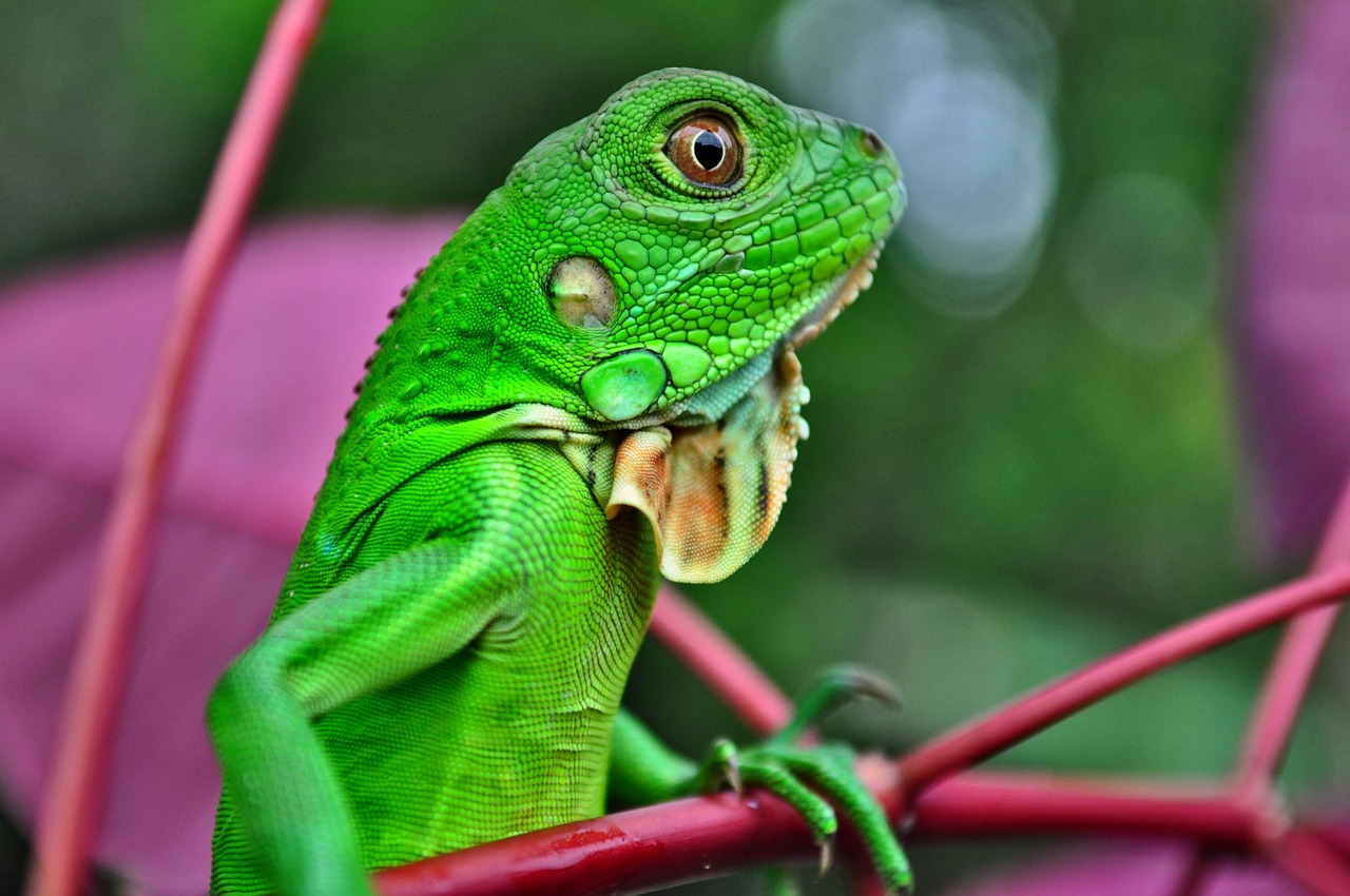 Iguana, Ropliai, Žalias, Ropliai, Gamta, Gyvūnas, Gyvūnai, Spalvos, Laukiniai, Fauna