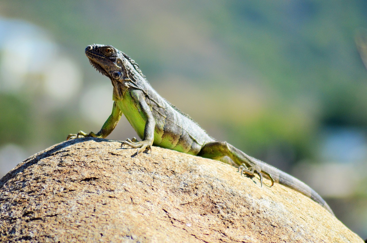 Iguana, Ropliai, Driežas, Gyvūnas, Fauna, Gamta, Dinozauras, Laukinis Gyvūnas, Laukiniai, Žalia Iguana