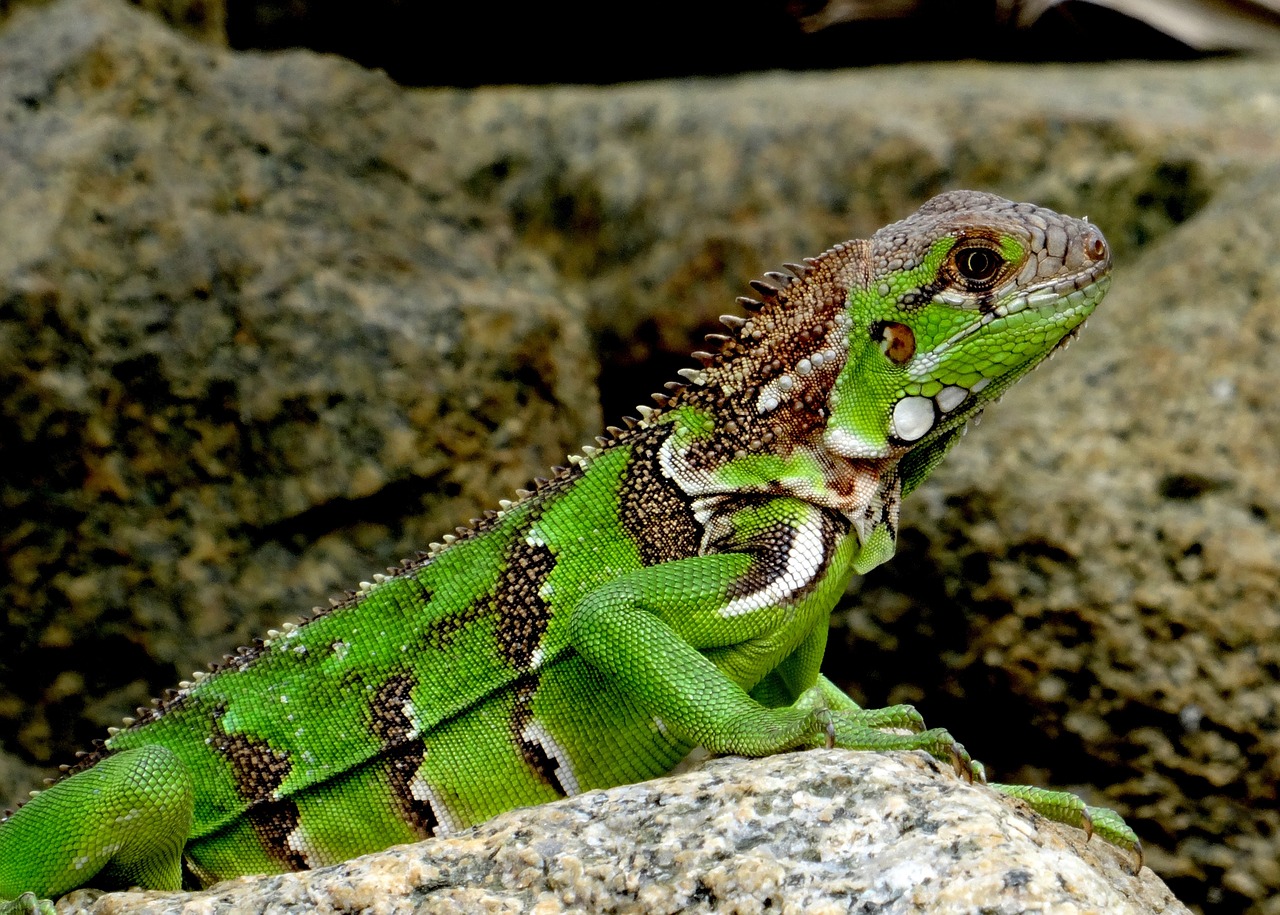 Iguana, Karibai, Žalias, Driežas, Ropliai, Gyvūnas, Padaras, Žalia Iguana, Gamta, Žvynuotas