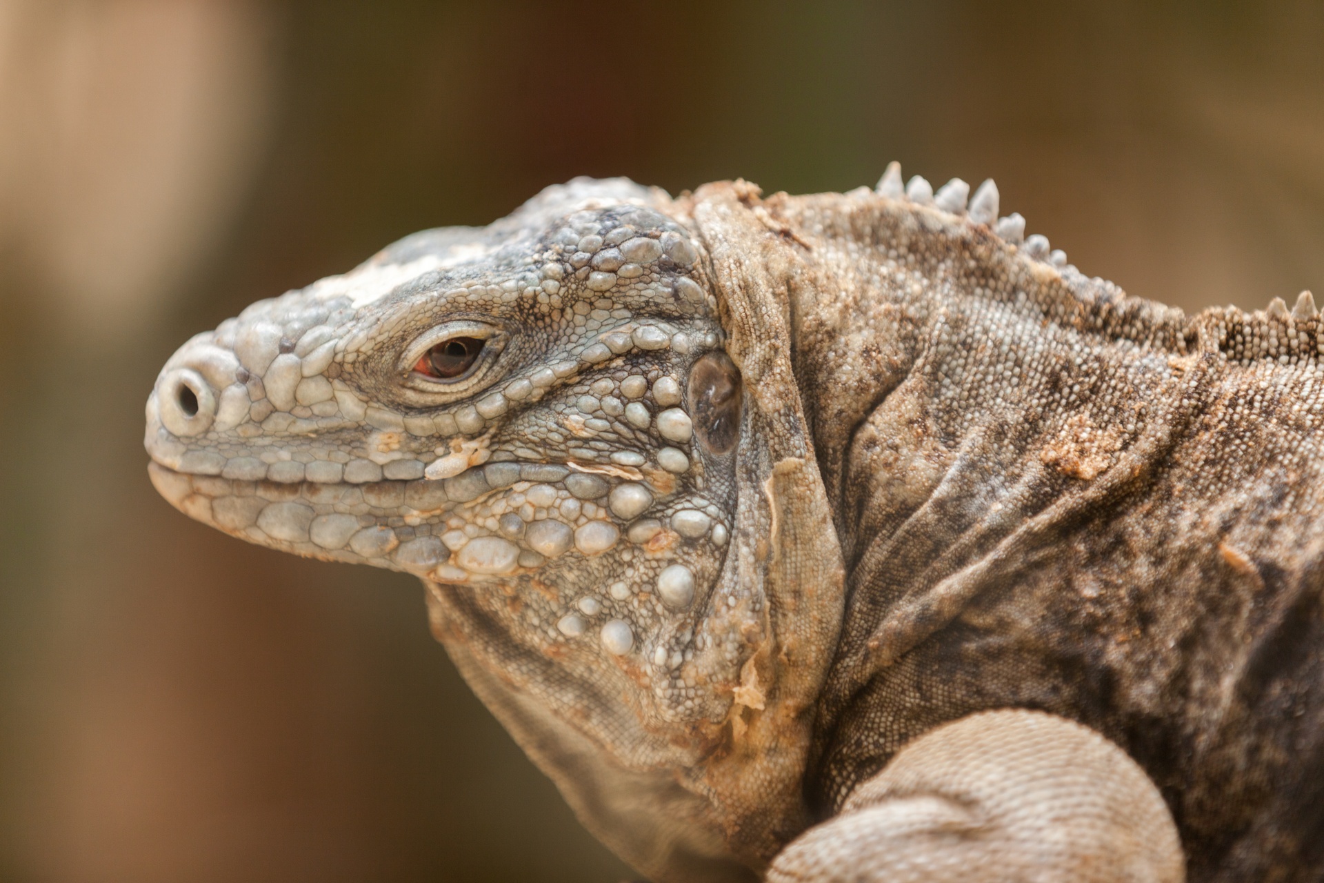 Gyvūnas,  Drakonas,  Iguana,  Iguanas,  Iguanidae,  Driežas,  Gamta,  Ropliai,  Laukiniai,  Laukinė Gamta