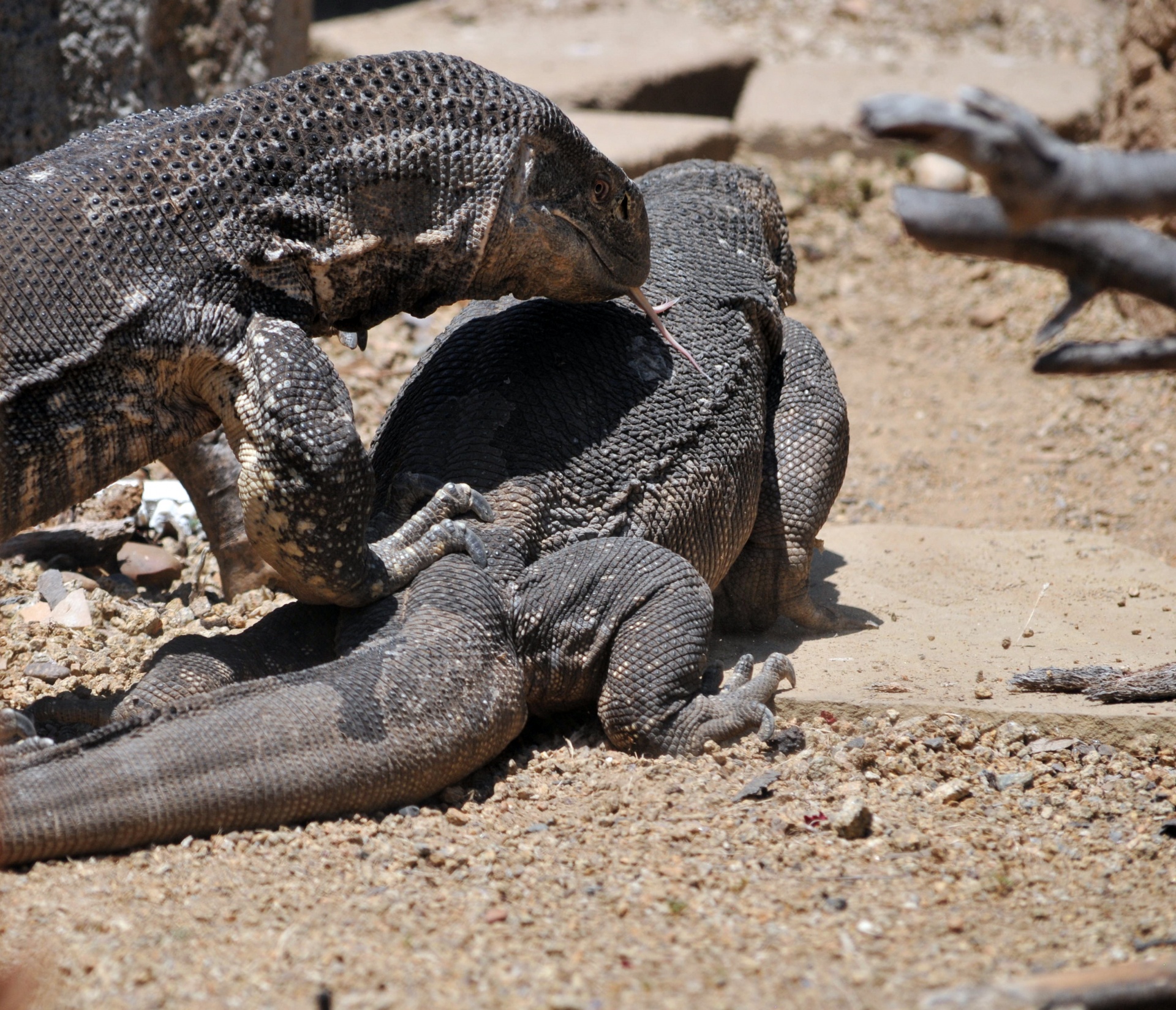 Driežas,  Driežai,  Iguanas,  Iguana,  Ropliai,  Ropliai,  Iguana, Nemokamos Nuotraukos,  Nemokama Licenzija