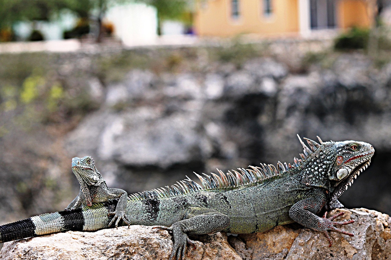 Iguana, Curaçao, Gamta, Gyvūnas, Gyvūnai, Nemokamos Nuotraukos,  Nemokama Licenzija