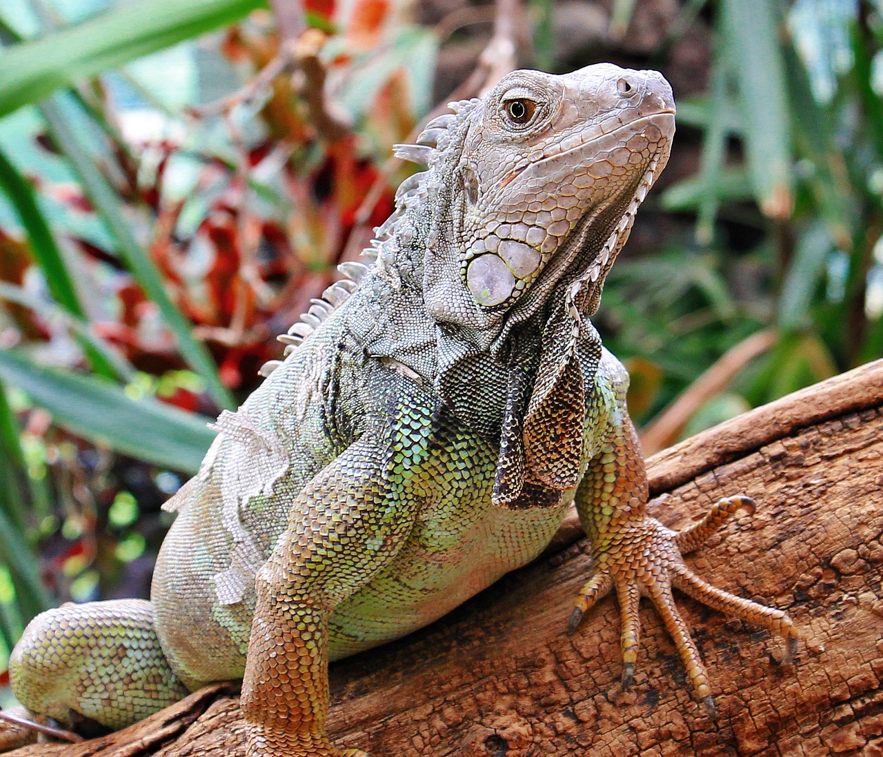 Iguana, Ropliai, Zoologijos Sodas, Driežas, Gyvūnas, Drakonas, Skalė, Padaras, Žvynuotas, Schuppenkriechtier