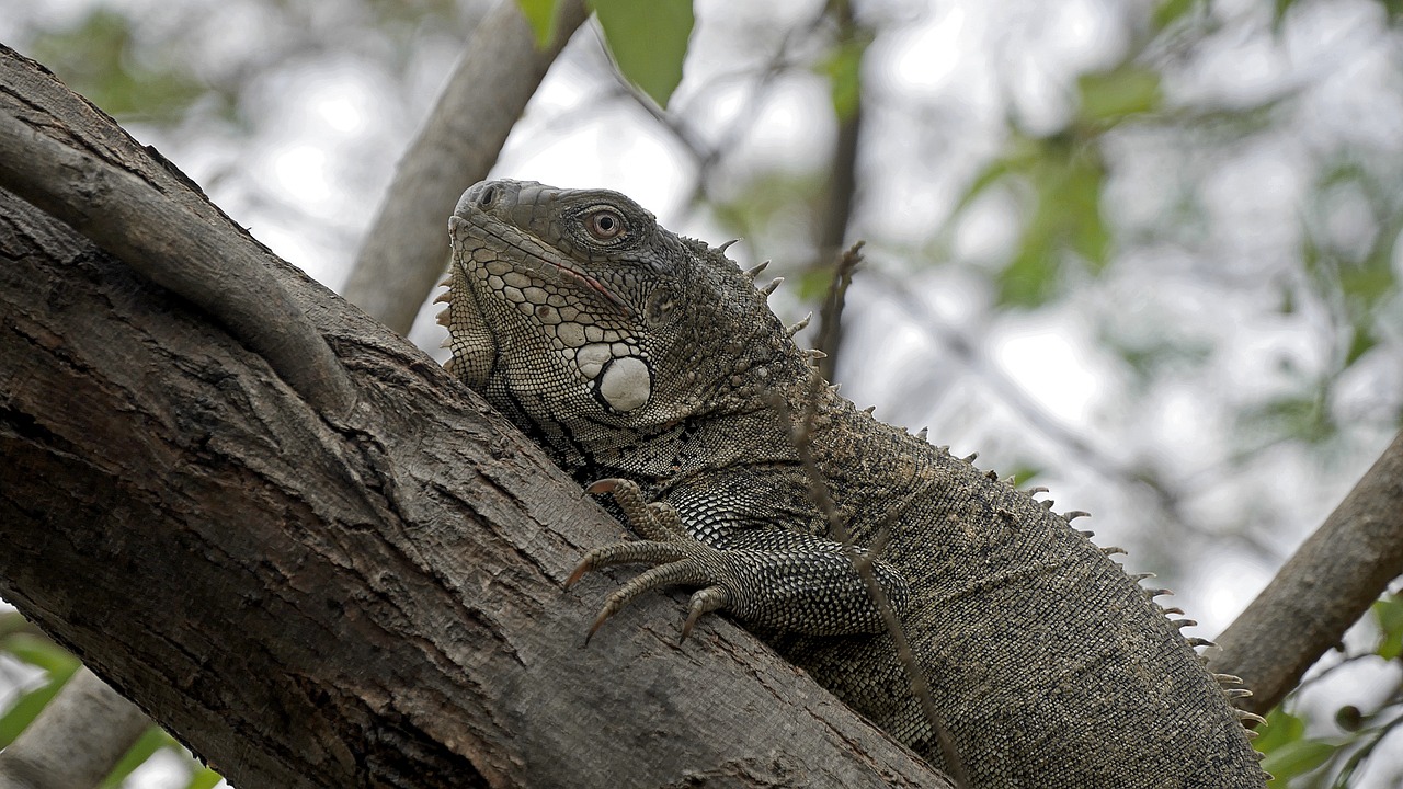 Iguana, Medis, Gamta, Gyvūnas, Žalias, Ropliai, Flora, Fauna, Nemokamos Nuotraukos,  Nemokama Licenzija