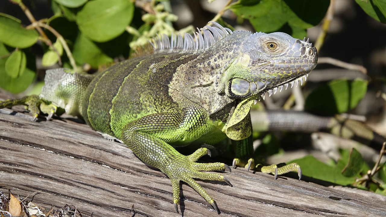 Iguana, Driežas, Ropliai, Drakonas, Reptilian, Nemokamos Nuotraukos,  Nemokama Licenzija