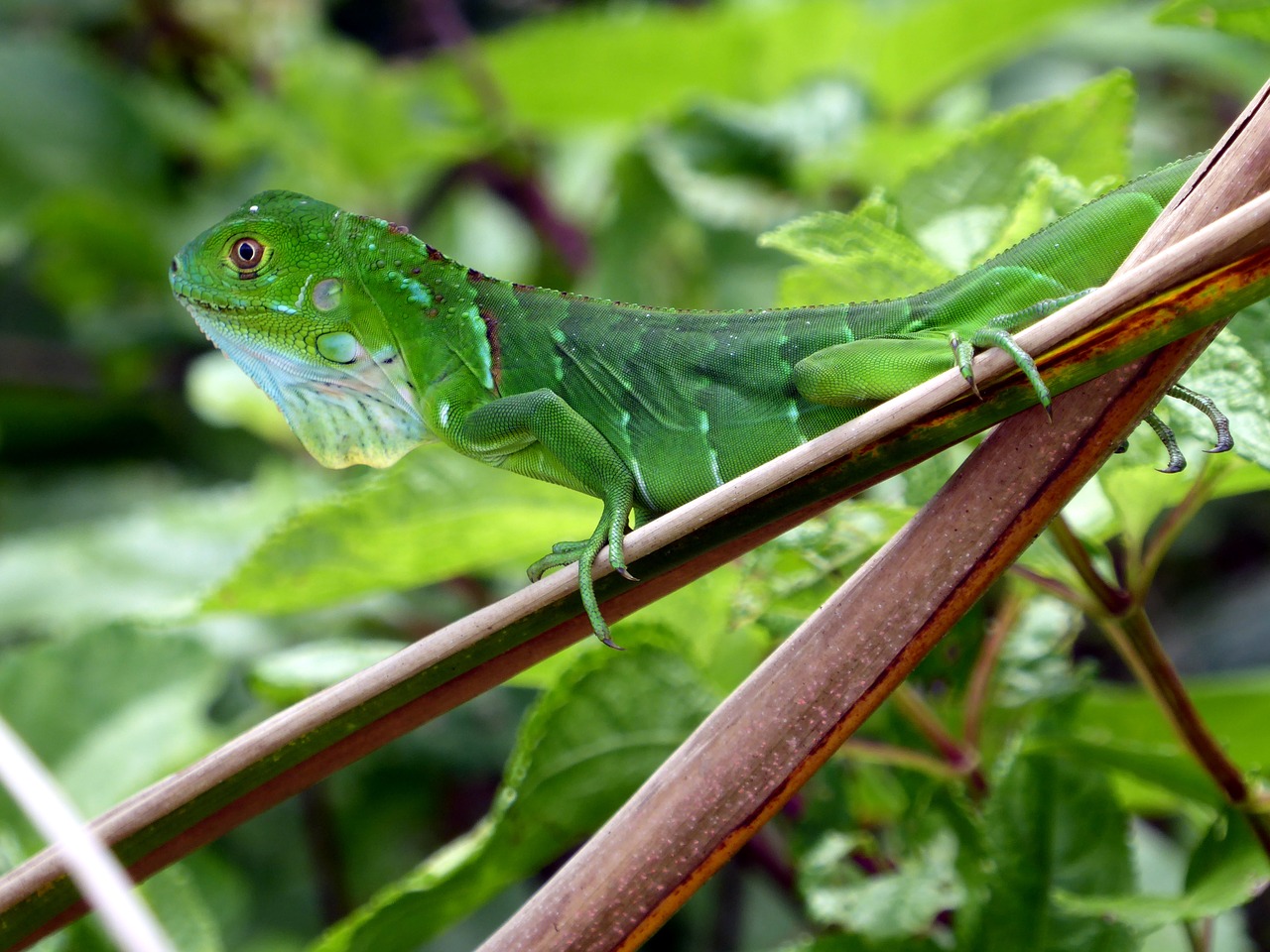 Iguana, Jaunas, Žalias, Kosta Rika, Cahuita, Nemokamos Nuotraukos,  Nemokama Licenzija