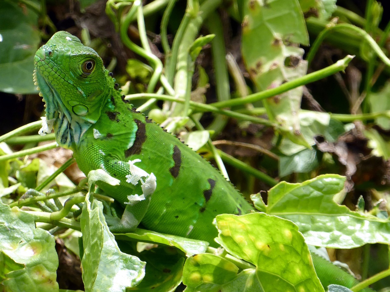 Iguana, Jaunas, Žalias, Tortuguero, Kosta Rika, Nemokamos Nuotraukos,  Nemokama Licenzija