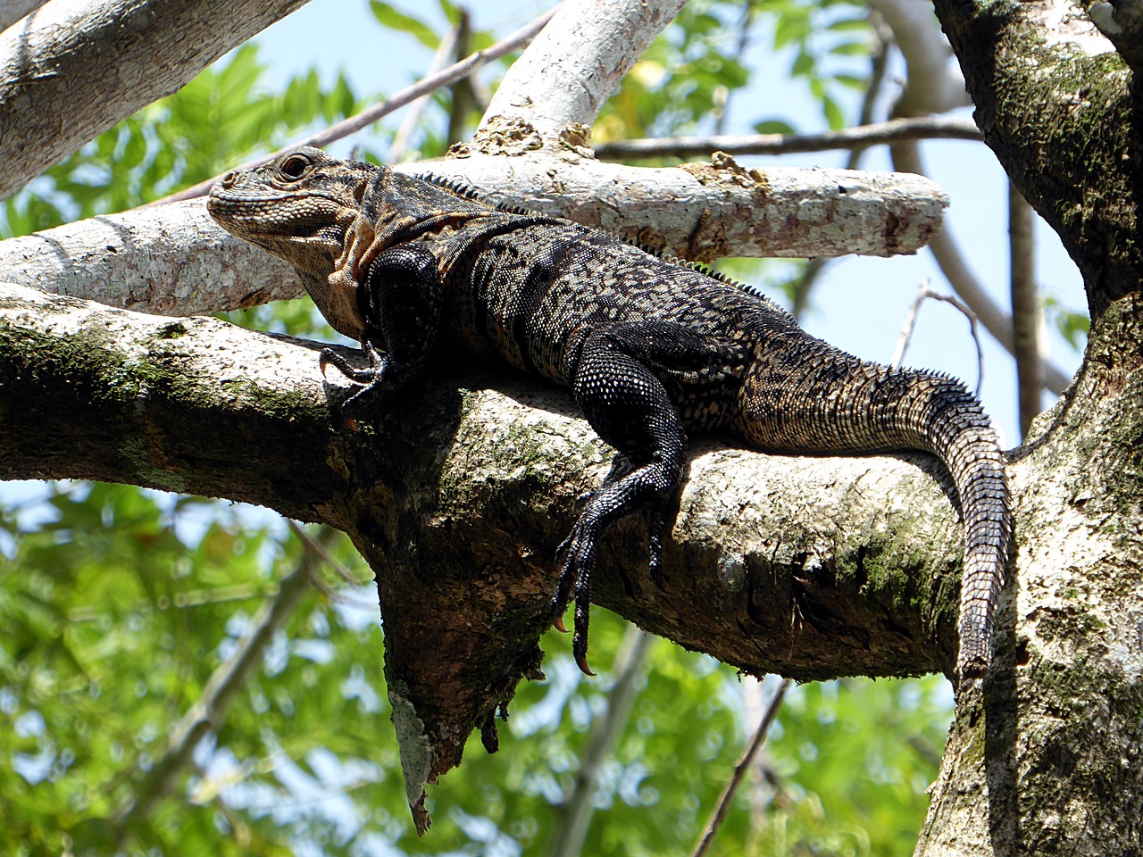 Iguana, Ropliai, Geltona, Juoda, Kosta Rika, Nemokamos Nuotraukos,  Nemokama Licenzija