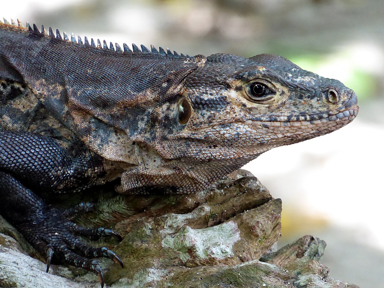 Iguana, Ropliai, Geltona, Juoda, Kosta Rika, Nemokamos Nuotraukos,  Nemokama Licenzija