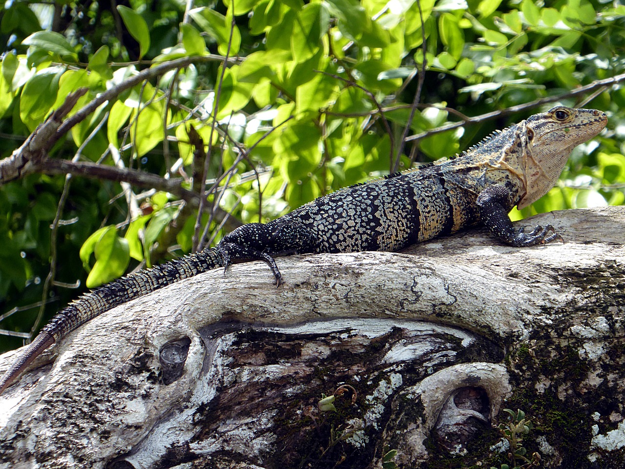 Iguana, Ropliai, Geltona, Juoda, Kosta Rika, Nemokamos Nuotraukos,  Nemokama Licenzija