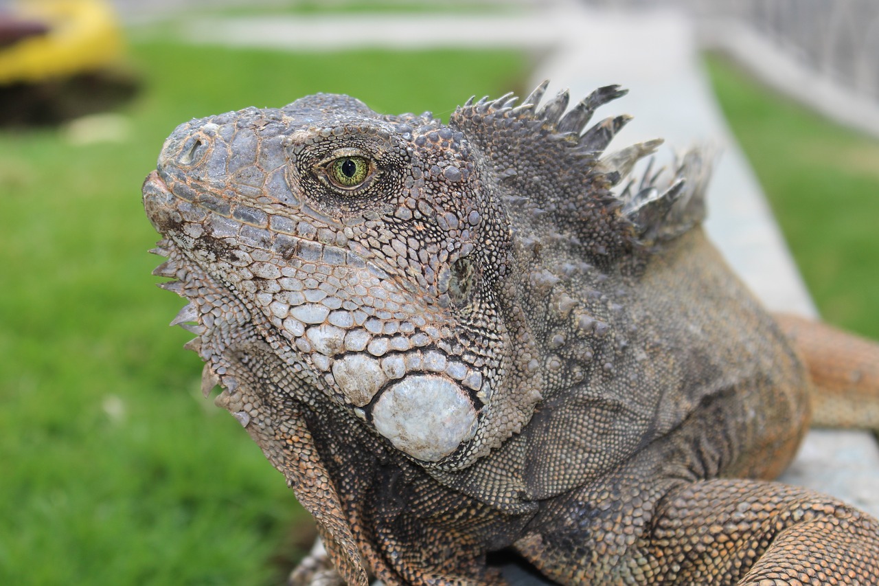 Iguana, Ecuador, Galapagai, Kelionė, Lapai, Kaktusas, Gamta, Gyvūnas, Valgyti, Pietų Afrika