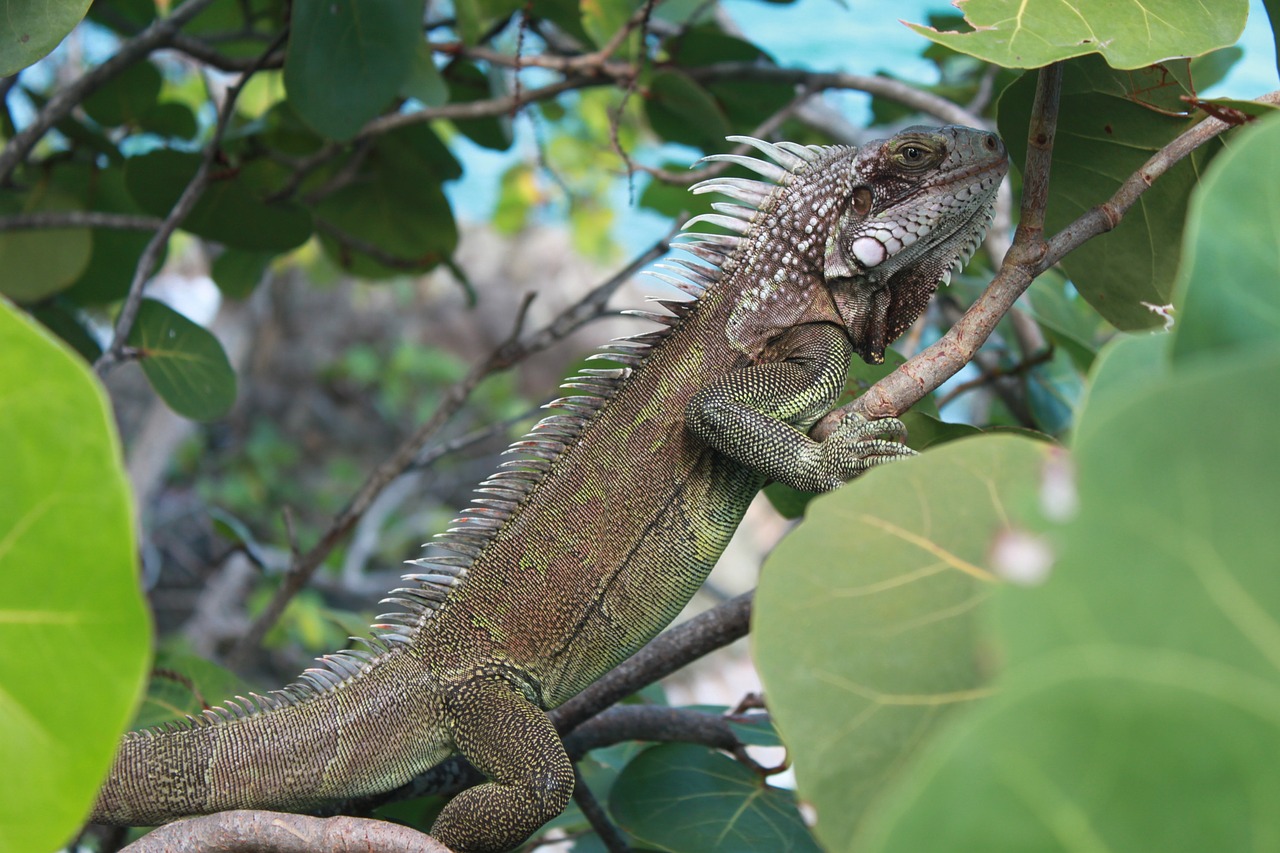 Iguana, Karibai, Gamta, Laukinė Gamta, Nemokamos Nuotraukos,  Nemokama Licenzija