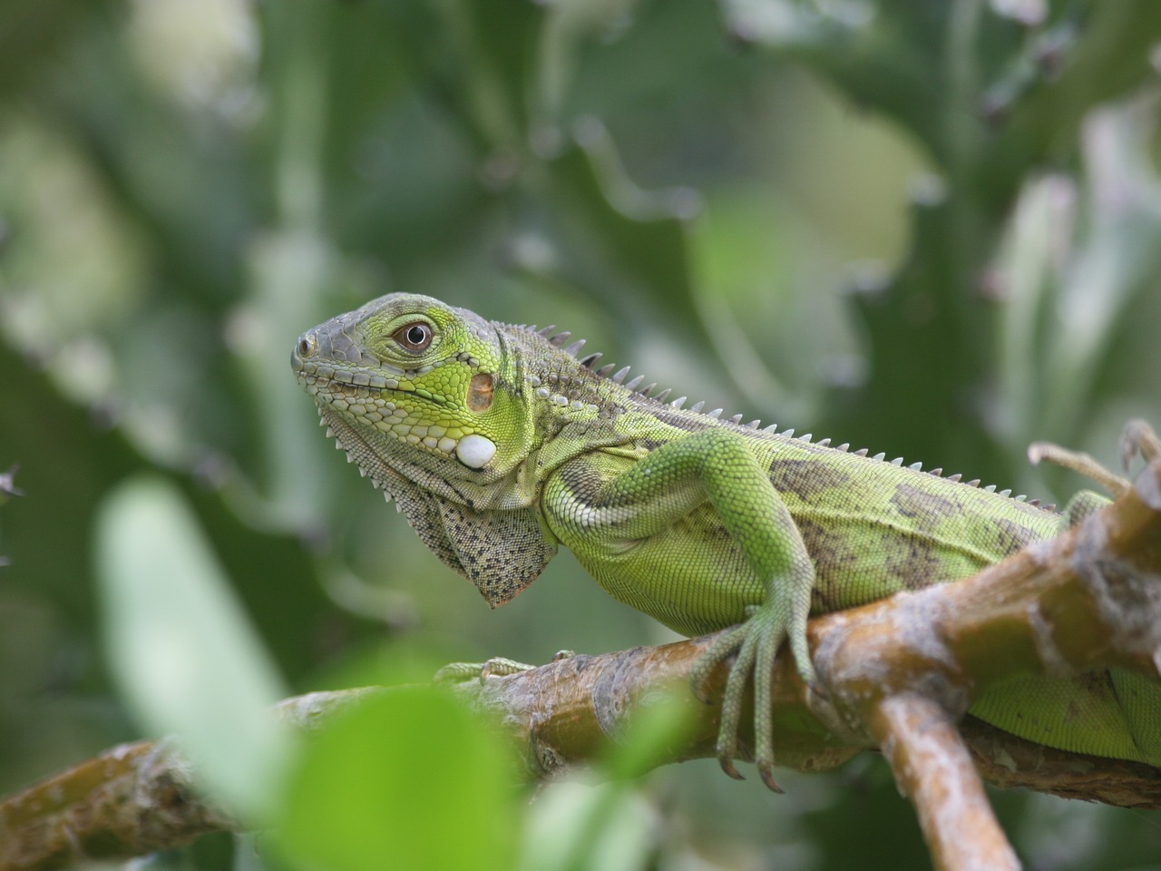 Iguana, Ropliai, Bonaire, Gamta, Žvėrys, Nyderlandų Antilai, Žalias, Gyvūnas, Nemokamos Nuotraukos,  Nemokama Licenzija