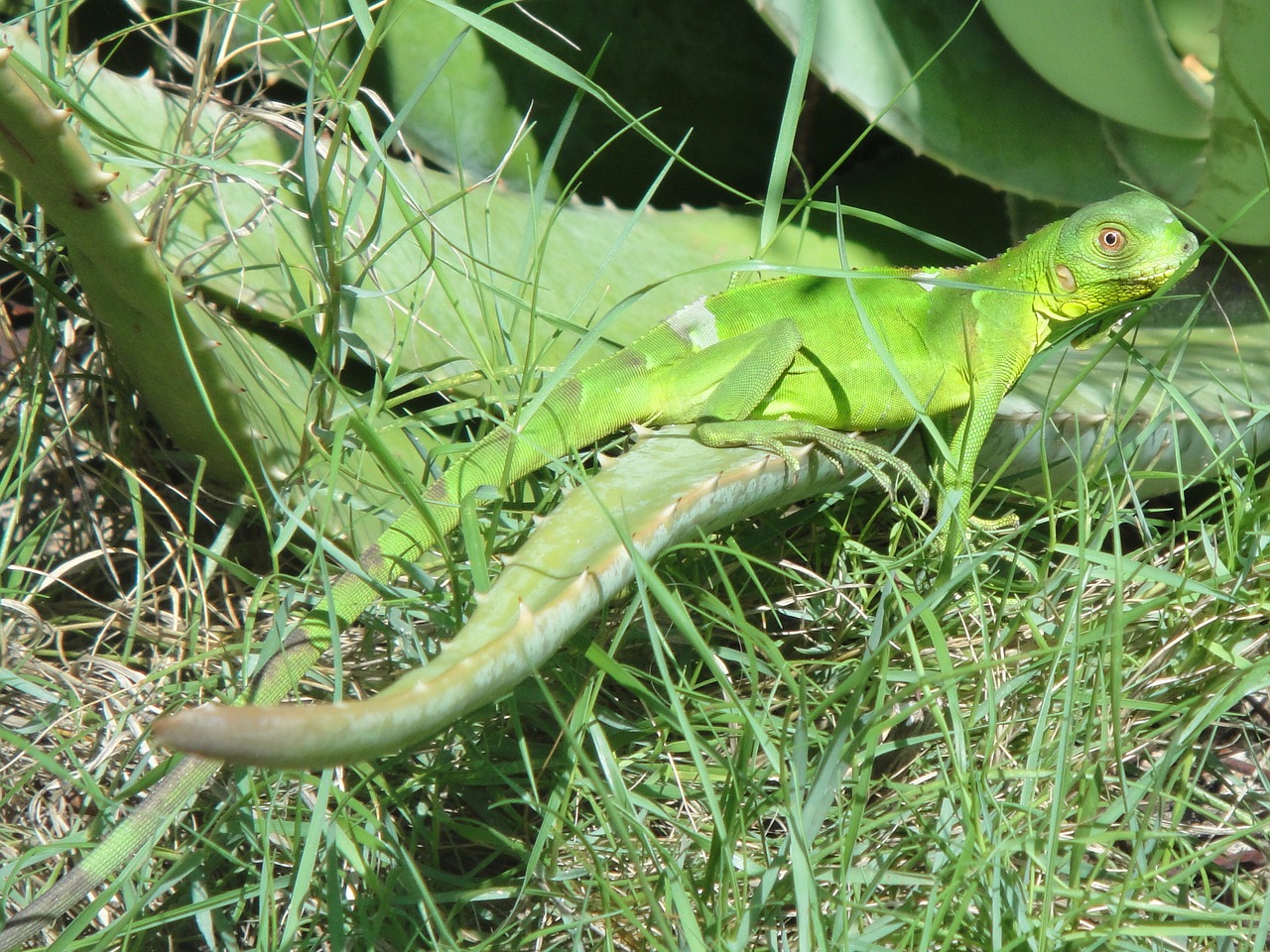 Iguana, Ropliai, Bonaire, Gamta, Žvėrys, Nyderlandų Antilai, Žalias, Gyvūnas, Nemokamos Nuotraukos,  Nemokama Licenzija