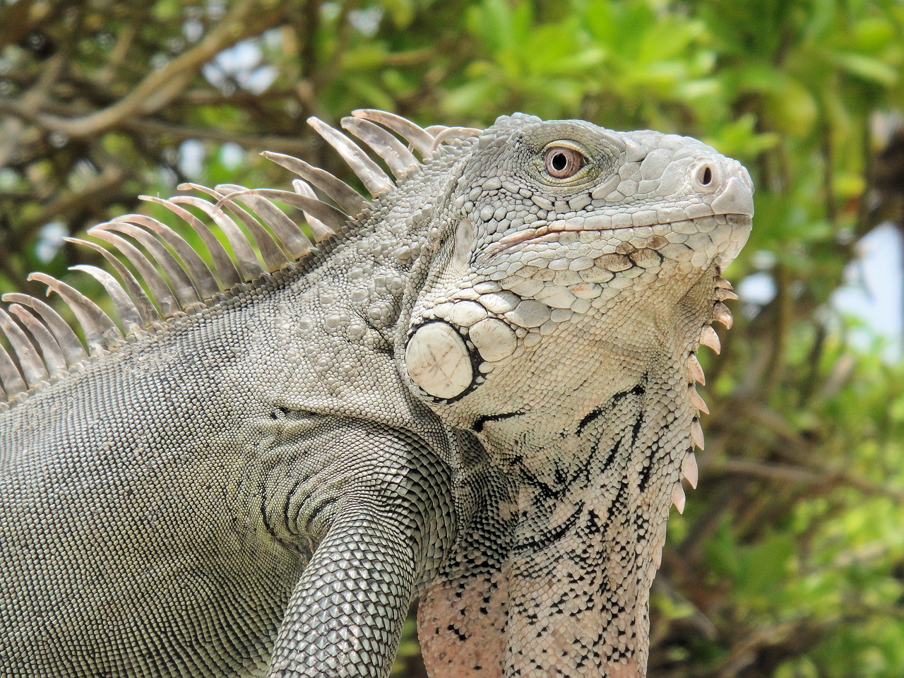 Iguana, Ropliai, Bonaire, Gamta, Žvėrys, Nyderlandų Antilai, Žalias, Gyvūnas, Nemokamos Nuotraukos,  Nemokama Licenzija