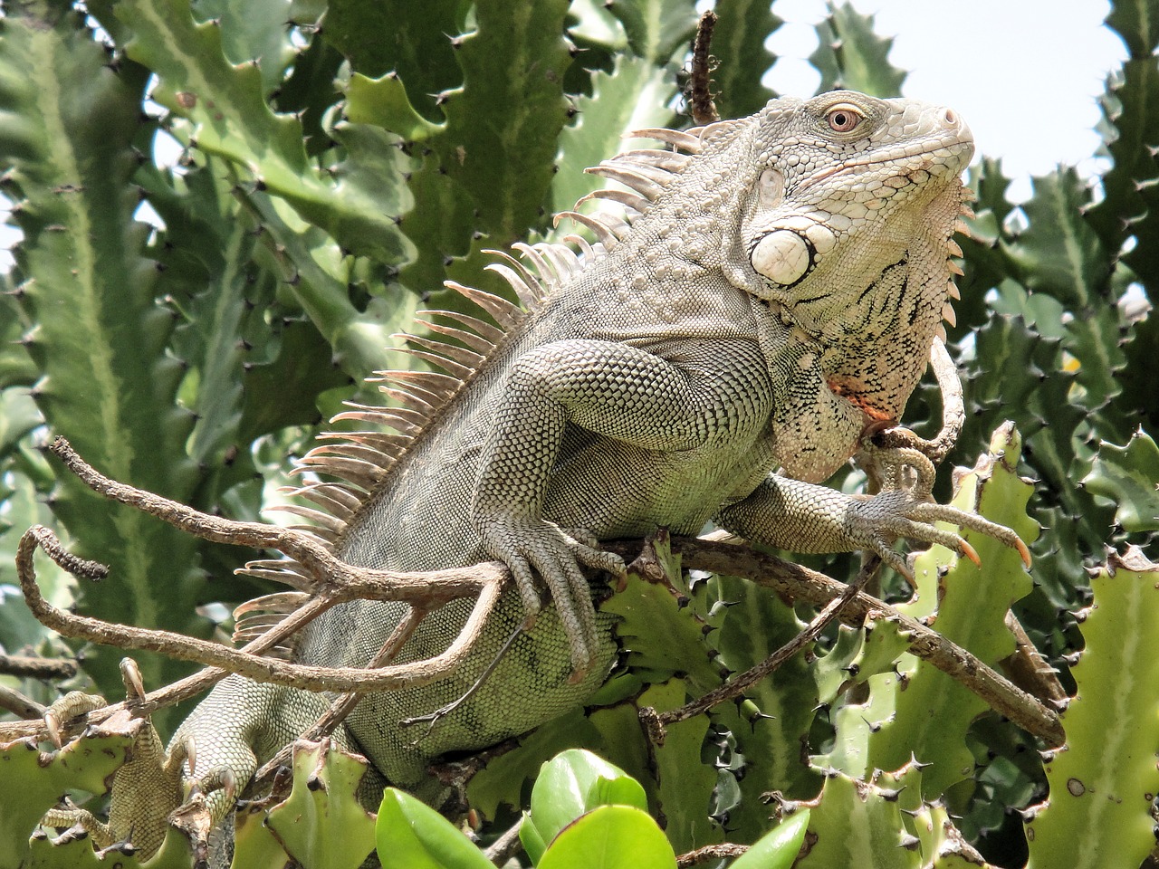 Iguana, Ropliai, Bonaire, Gamta, Žvėrys, Nyderlandų Antilai, Žalias, Gyvūnas, Nemokamos Nuotraukos,  Nemokama Licenzija