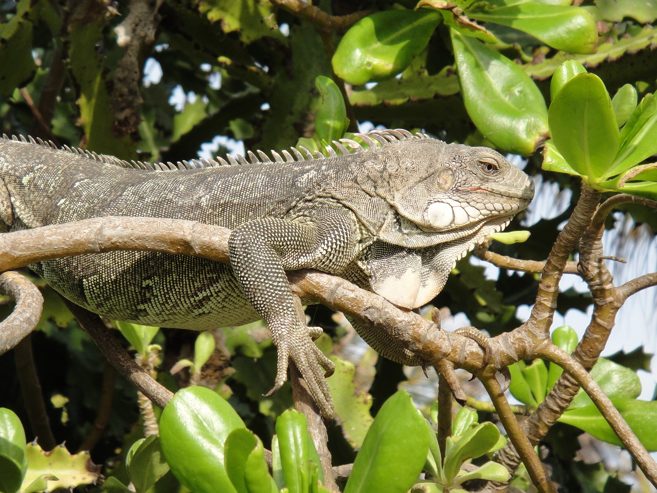 Iguana, Ropliai, Bonaire, Gamta, Žvėrys, Nyderlandų Antilai, Žalias, Gyvūnas, Nemokamos Nuotraukos,  Nemokama Licenzija