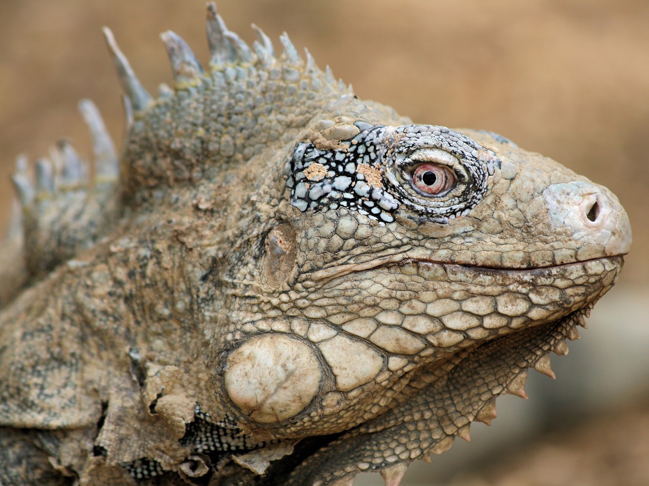 Iguana, Ropliai, Bonaire, Gamta, Žvėrys, Nyderlandų Antilai, Žalias, Gyvūnas, Galva, Svarstyklės