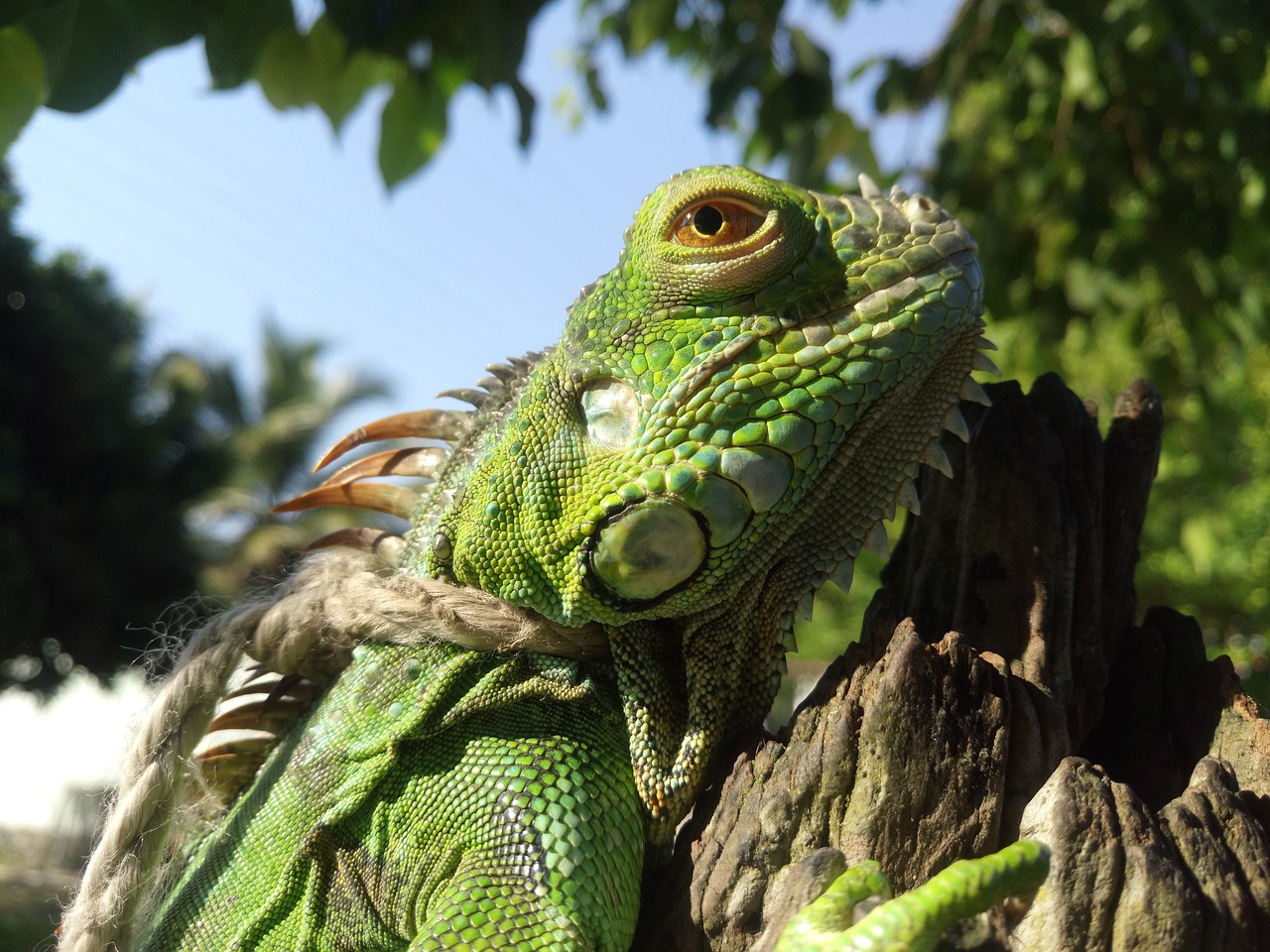 Iguana, Žalias, Gyvūnas, Gamta, Driežas, Ropliai, Laukiniai, Gyvūnai, Ropliai, Fauna