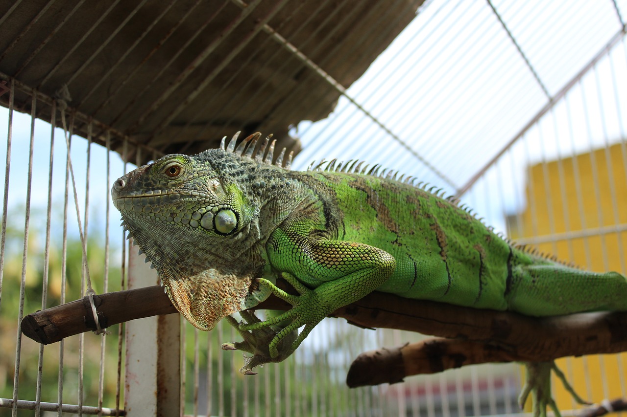 Iguana, Gyvūnas, Ropliai, Gyvūnai, Žalias, Ropliai, Nemokamos Nuotraukos,  Nemokama Licenzija