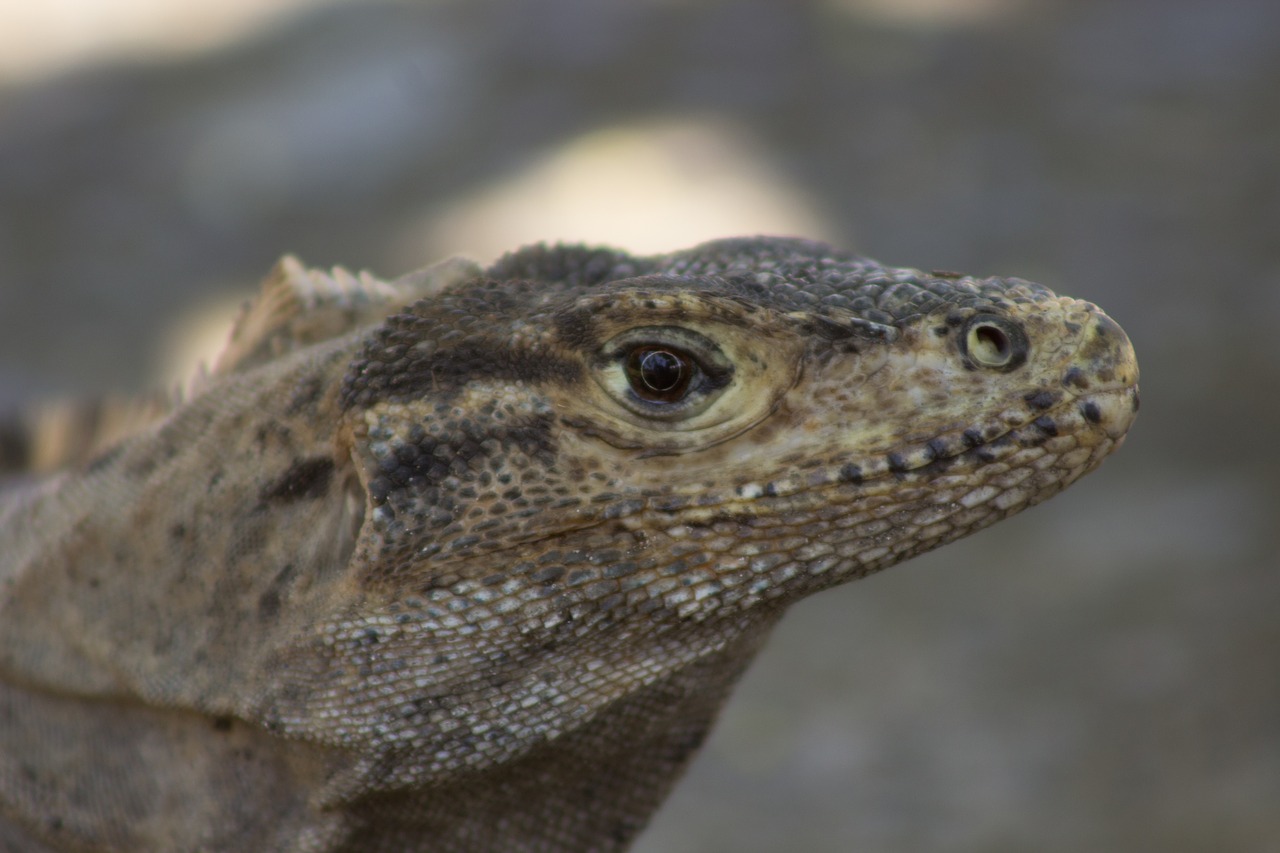 Iguana, Driežas, Laukinė Gamta, Gyvūnas, Žinduolis, Kosta Rika, Atogrąžų Miškai, Nemokamos Nuotraukos,  Nemokama Licenzija