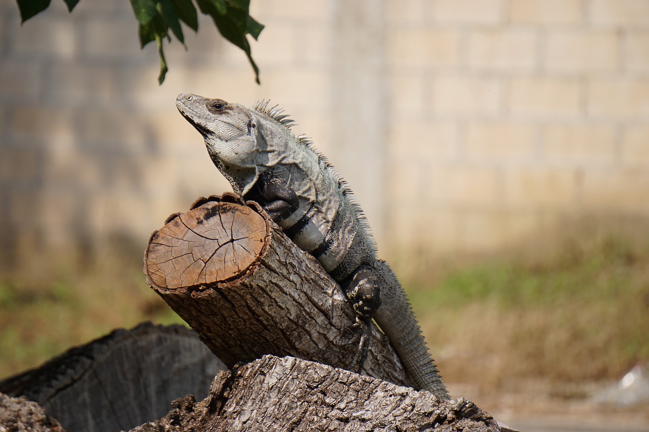 Iguana, Gyvūnas, Fauna, Gamta, Ropliai, Ropliai, Nemokamos Nuotraukos,  Nemokama Licenzija