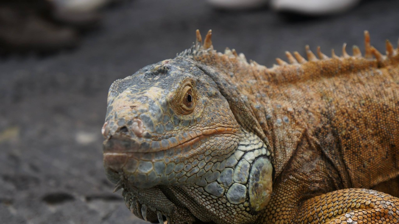 Iguana, Driežas, Ropliai, Gyvūnas, Zoologijos Sodas, Nemokamos Nuotraukos,  Nemokama Licenzija