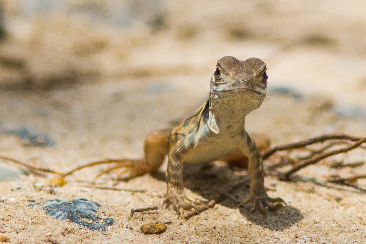 Iguana, Ropliai, Dribsnių, Nemokamos Nuotraukos,  Nemokama Licenzija