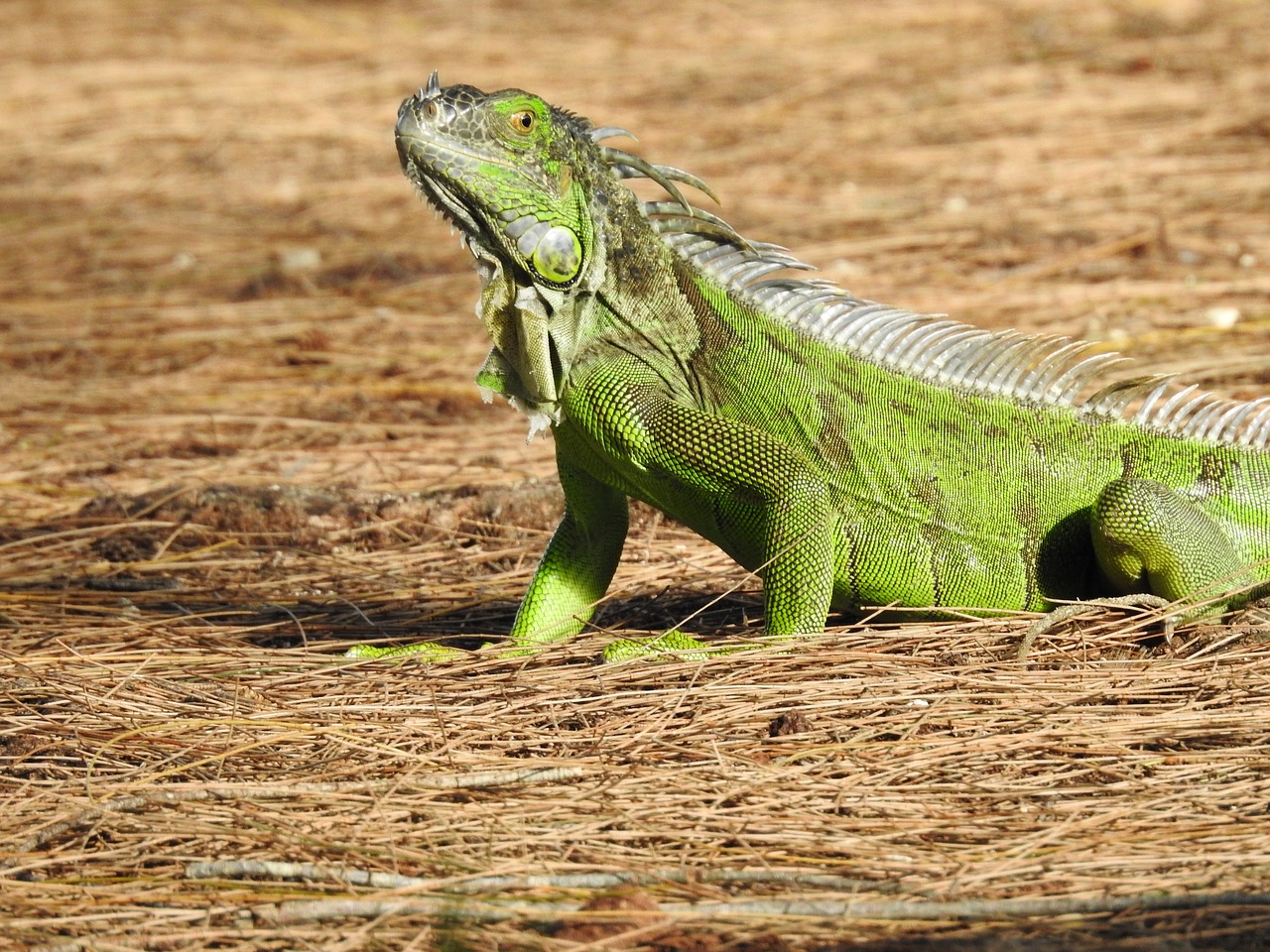 Iguana, Gyvūnas, Tr, Laukinė Gamta, Ropliai, Žalias, Nemokamos Nuotraukos,  Nemokama Licenzija