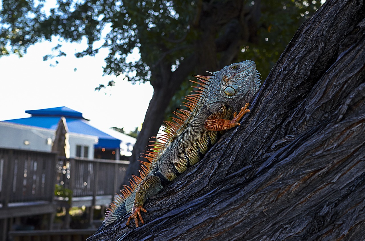 Iguana, Koa Stovyklavietė, Cukranendrių Raktas, Florida Raktus, Nemokamos Nuotraukos,  Nemokama Licenzija