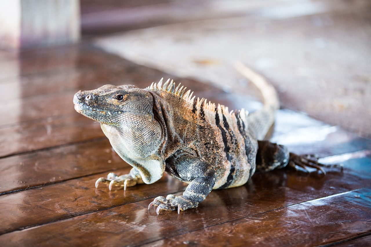 Iguana, Kosta Rika, Džiunglės, Ropliai, Atogrąžų, Patalpose, Nemokamos Nuotraukos,  Nemokama Licenzija