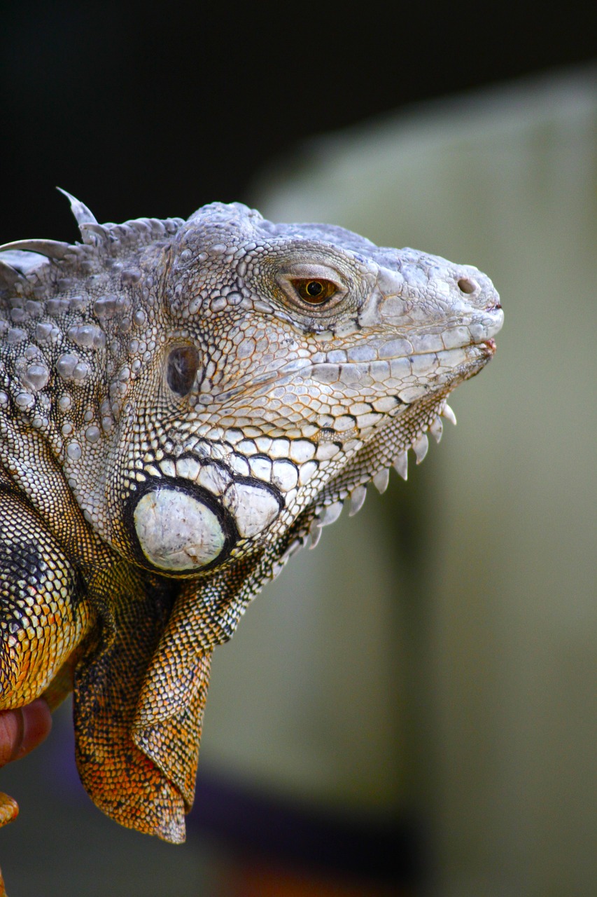 Iguana, Gyvūnas, Driežas, Indonezija, Bali, Gamta, Laukinė Gamta, Ropliai, Laukiniai, Drakonas