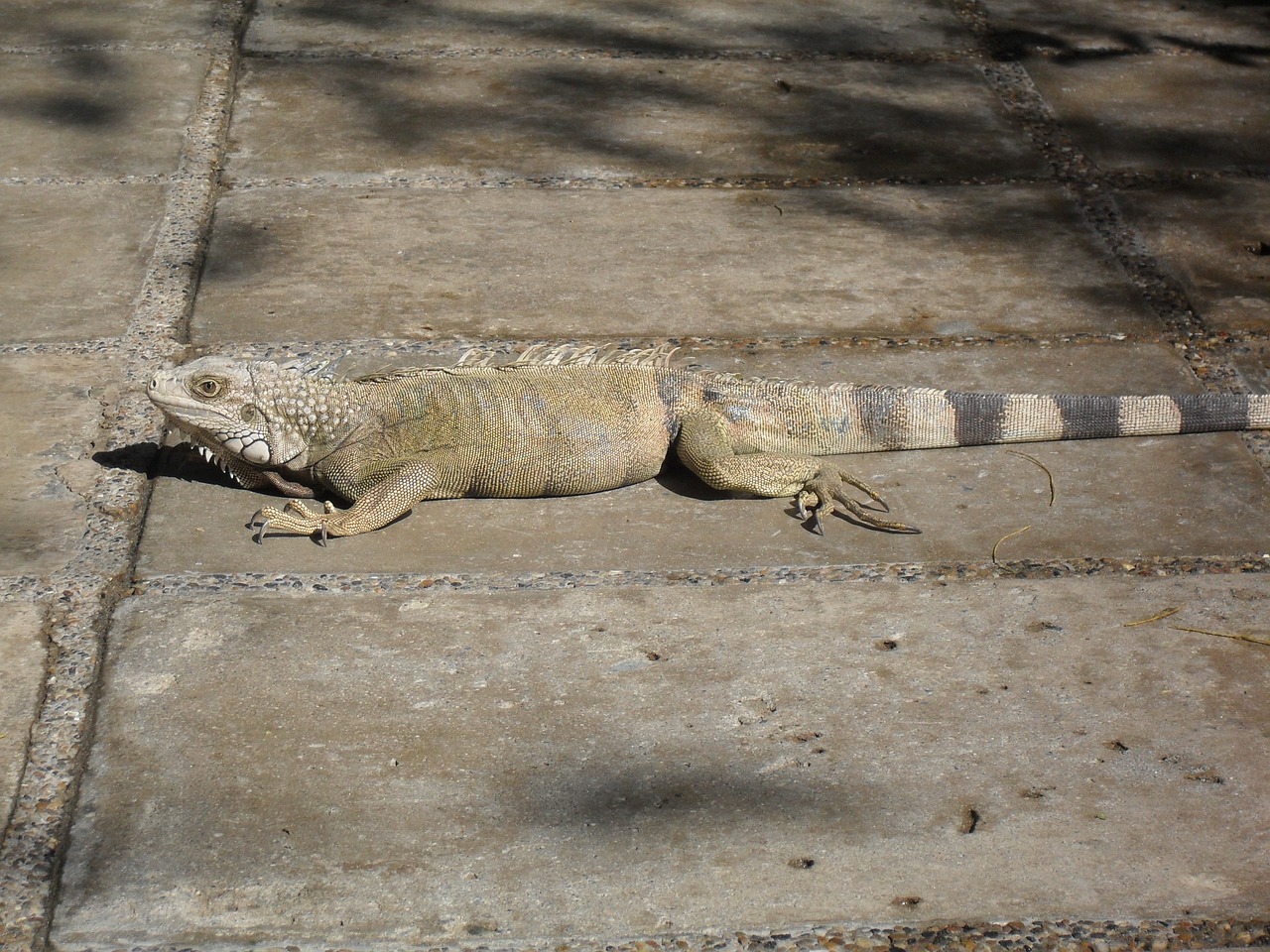 Iguana, Ropliai, Gyvūnai, Nemokamos Nuotraukos,  Nemokama Licenzija