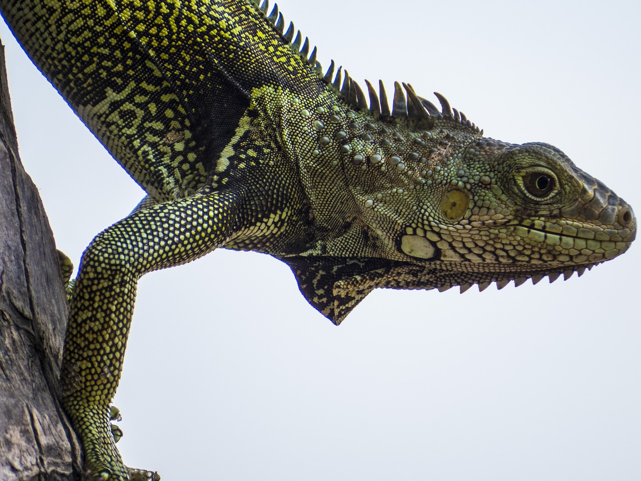 Iguana, Ropliai, Driežas, Žalias, Gyvūnas, Gamta, Ropliai, Nemokamos Nuotraukos,  Nemokama Licenzija