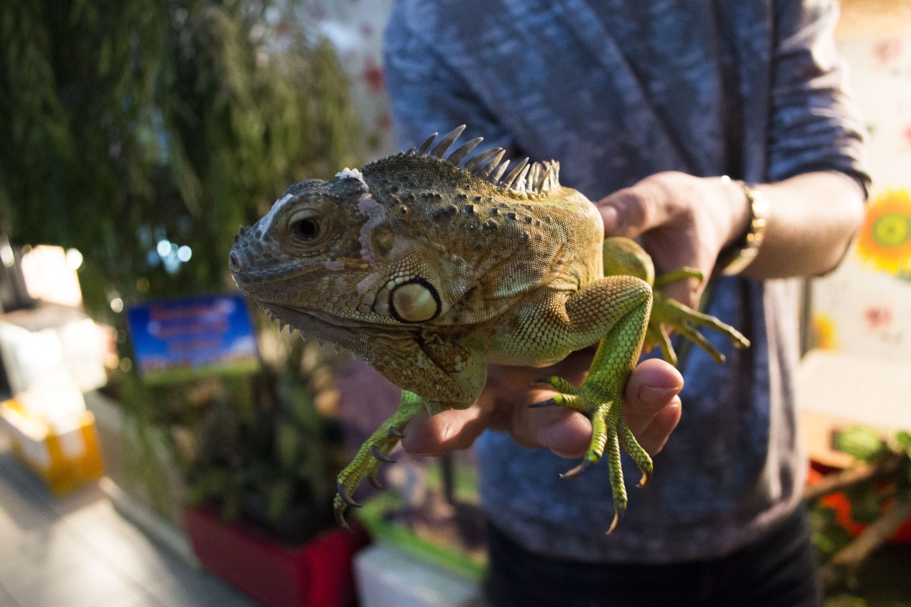 Iguana, Ropliai, Drakonas, Driežas, Gyvūnas, Ropliai, Žalia Iguana, Terariumas, Nemokamos Nuotraukos,  Nemokama Licenzija