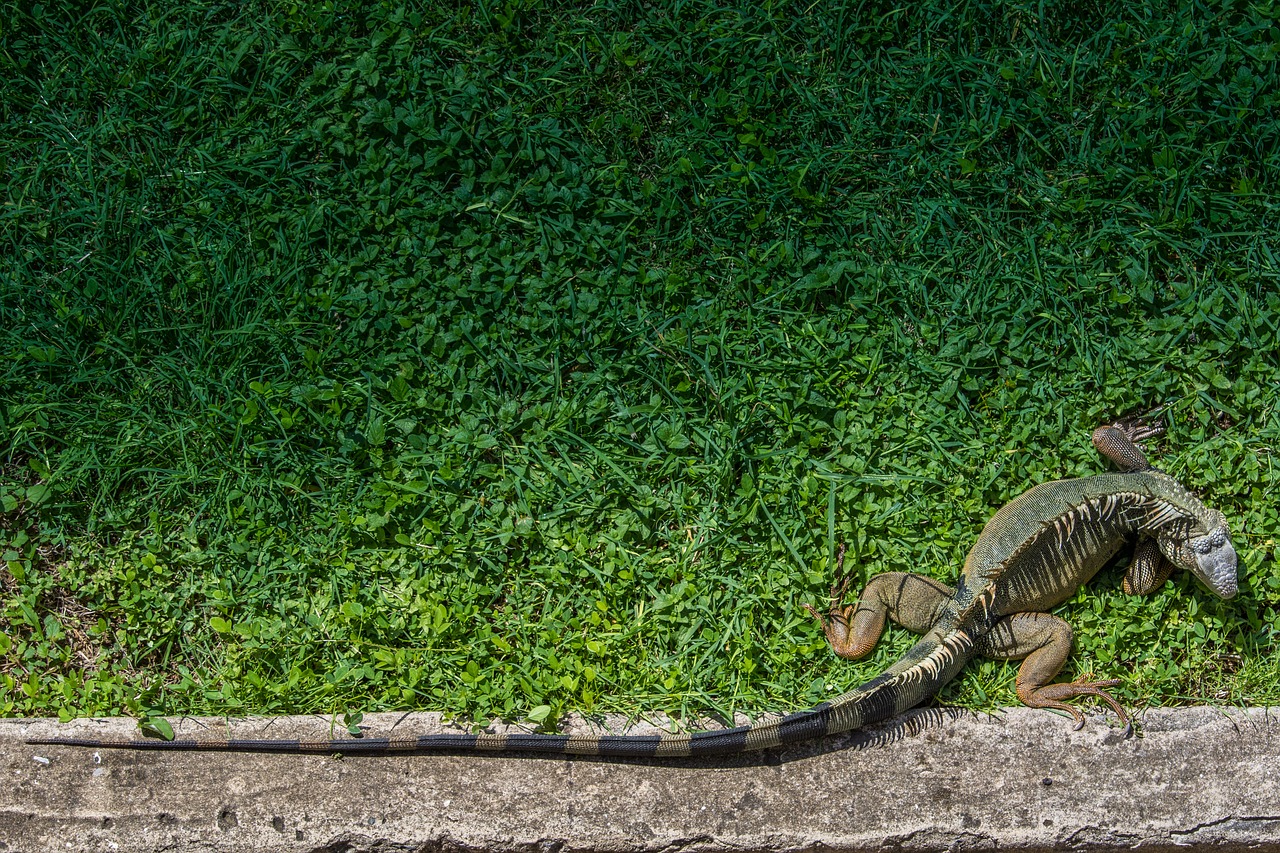 Iguana, Ropliai, Laukinė Gamta, Gyvūnas, Gamta, Atogrąžų, Padaras, Nemokamos Nuotraukos,  Nemokama Licenzija