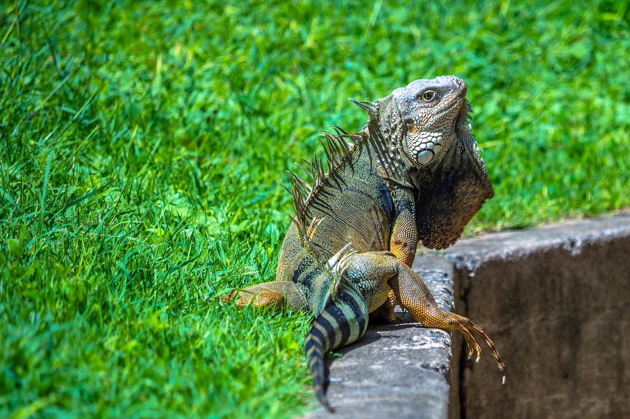 Iguana, Ropliai, Laukinė Gamta, Gyvūnas, Gamta, Atogrąžų, Nemokamos Nuotraukos,  Nemokama Licenzija